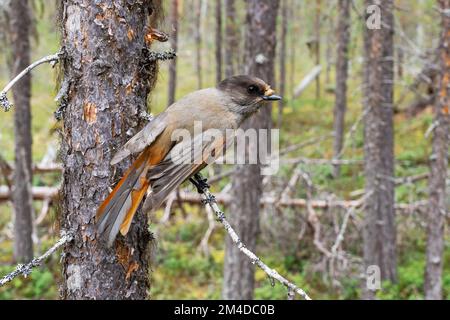 Photo en grand angle d'un curieux geai sibérien perché sur une branche d'une ancienne forêt de conifères dans le parc national d'Oulanka, dans le nord de la Finlande Banque D'Images