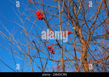 Grappes rouges de cendres de montagne sur une branche à la fin de l'automne. Baies rowan rouges contre un ciel bleu. Nom latin Sorbus aucuparia L. Banque D'Images