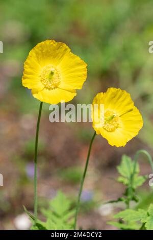 Gros plan des coquelicots gallois (papaver cambricum) en fleur Banque D'Images