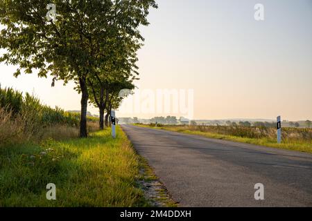 Route de campagne avec des arbres sur le bord et un champ de maïs. Photo de haute qualité Banque D'Images