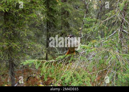 Un curieux geai sibérien perché sur une épinette dans une ancienne forêt de Valtavaara près de Kuusamo, dans le nord de la Finlande Banque D'Images