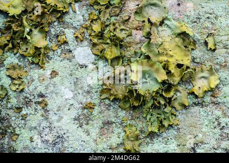 Tripe rocheuse, lichen du genre Umbilicaria. Colonie en croissance sur la face rocheuse des bois, Parry Sound (Ontario), Canada Banque D'Images