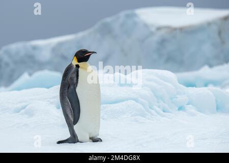 Antarctique, Mer de Weddell. Pingouin empereur (Aptenodytes fosteri) sur l'iceberg. Banque D'Images