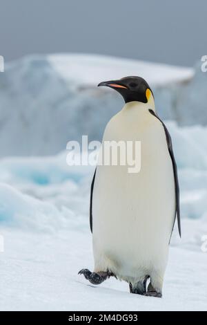 Antarctique, Mer de Weddell. Pingouin empereur (Aptenodytes fosteri) sur l'iceberg. Banque D'Images