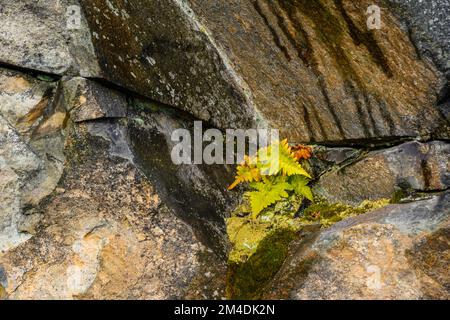 Fern se trouve sur une face rocheuse, Grand Sudbury, Ontario, Canada Banque D'Images