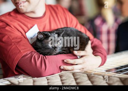 Chat noir entre les mains d'un volontaire aimable, attendant que quelqu'un l'adopte. Exposition pour les animaux domestiques sans abri Banque D'Images