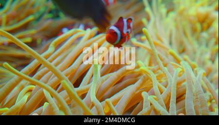 Les poissons clownfish nagent dans les anémones sur le récif de corail. Mer Rouge ou anemonefish à deux bandes. Les poissons marins se nourrissent d'algues et de zooplancton dans la nature. Famille Banque D'Images