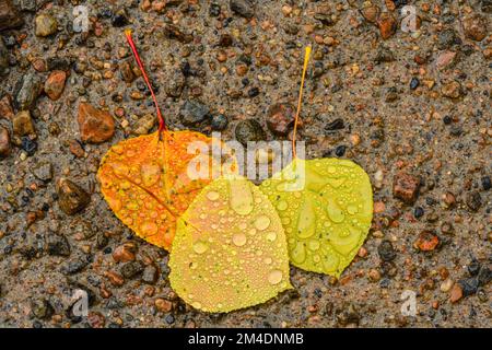 Peuplier faux-tremble (Populus tremuloides), parc provincial Algonquin, Grand Sudbury, Ontario, Canada Banque D'Images