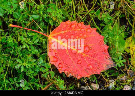 Feuilles de peuplier faux-tremble, raindrops, sentiers naturels des chutes Duchesney, North Bay, Grand Sudbury, Ontario, Canada Banque D'Images