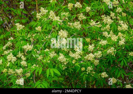 Fleur de sureau rouge (Sambucus racemosa), Grand Sudbury, Ontario, Canada Banque D'Images