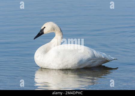 Cygne trompettiste adulte (cygnus buccinator) reposant dans un lac Banque D'Images