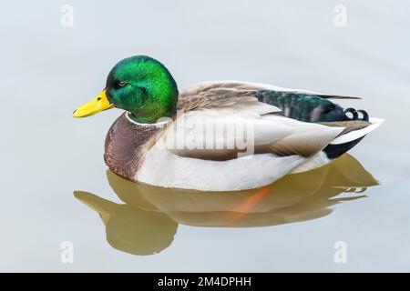 Reproduction adulte de canard colvert mâle (Anas platyrhynchos) nageant dans un étang Banque D'Images