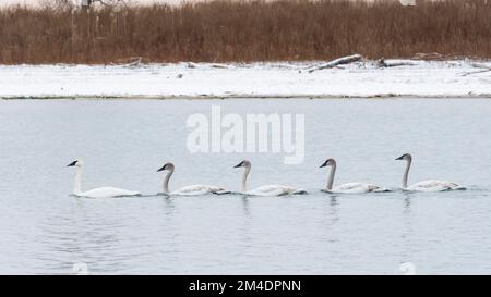 Troupeau de cygnes trompettes adultes (Cygnus buccinator) nageant dans un lac Banque D'Images