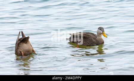 Canards colverts femelles (Anas platyrhynchos) nageant et se dansant dans un lac Banque D'Images