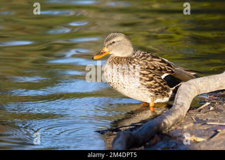 Canard colvert femelle (Anas platyrhynchos) dans un étang Banque D'Images