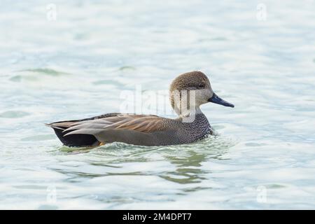 Canard de gadwall mâle (Mareca streppera) nageant dans un lac Banque D'Images