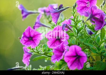 Des fleurs de jardin, Grand Sudbury, Ontario, Canada Banque D'Images