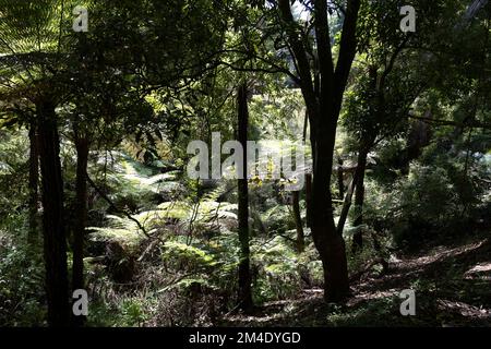 Belgrave est une ville et une banlieue à Melbourne, Victoria, Australie Banque D'Images