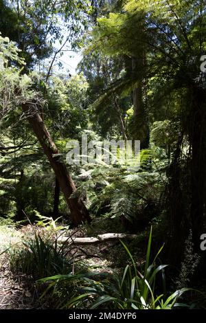 Belgrave est une ville et une banlieue à Melbourne, Victoria, Australie Banque D'Images