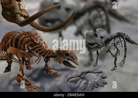 Une collection de squelettes de dinosaures originaux intéressants provenant de divers musées. Banque D'Images