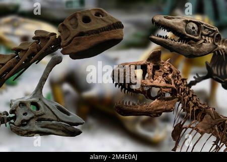 Une collection de squelettes de dinosaures originaux intéressants provenant de divers musées. Banque D'Images
