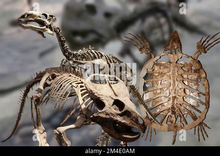 Une collection de squelettes de dinosaures originaux intéressants provenant de divers musées. Banque D'Images