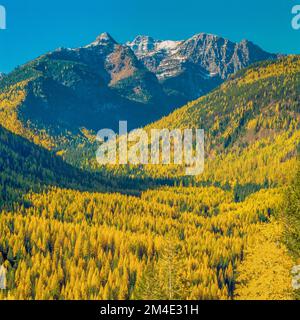 sommets des montagnes de la mission au-dessus du mélèze d'automne dans la vallée du ruisseau elk près de condon, montana Banque D'Images