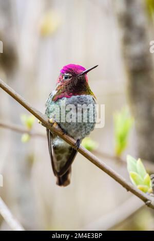 Annas Hummingbird au printemps dans l'ouest de l'État de Washington montrant la tête colorée Banque D'Images