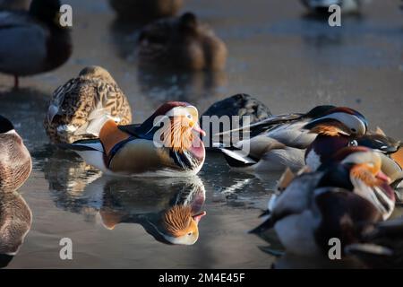 Mandarin Duck, (Mandarinente, Aix galericulata), Homme, sur un lac partiellement gelé, debout dans un groupe avec d'autres canards dormantes sur une couche de glace sous l'eau Banque D'Images