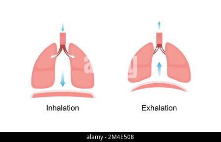 Conception scientifique de la respiration. Inhalation et inhalation. Symboles colorés. Illustration vectorielle. Illustration de Vecteur