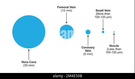 Conception scientifique de la comparaison du diamètre des vaisseaux sanguins. Symboles colorés. Illustration vectorielle. Illustration de Vecteur