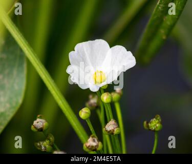 Plante aquatique à fleurs dans le parc de Puchong City Banque D'Images