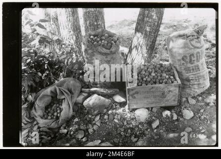 Graines d'arbre - collecte. Photographies relatives aux forêts nationales, aux pratiques de gestion des ressources, au personnel et à l'histoire culturelle et économique Banque D'Images