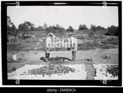 Graines d'arbre - collecte. Photographies relatives aux forêts nationales, aux pratiques de gestion des ressources, au personnel et à l'histoire culturelle et économique Banque D'Images