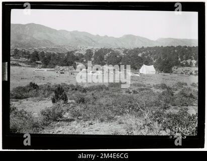 Graines d'arbre - collecte. Photographies relatives aux forêts nationales, aux pratiques de gestion des ressources, au personnel et à l'histoire culturelle et économique Banque D'Images