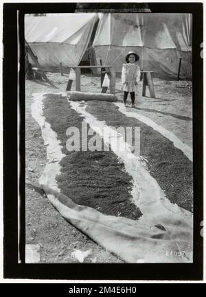 Graines d'arbre - collecte. Photographies relatives aux forêts nationales, aux pratiques de gestion des ressources, au personnel et à l'histoire culturelle et économique Banque D'Images