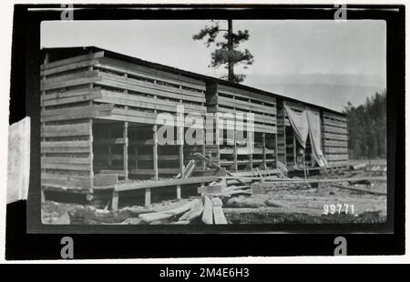 Graines d'arbre - collecte. Photographies relatives aux forêts nationales, aux pratiques de gestion des ressources, au personnel et à l'histoire culturelle et économique Banque D'Images