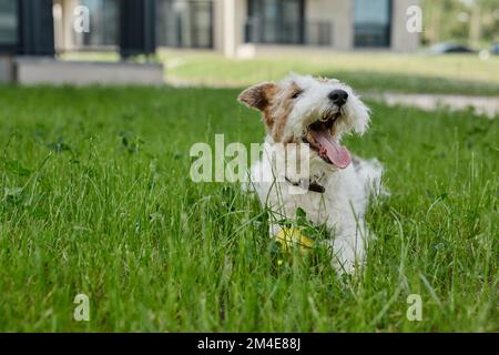 Portrait d'un petit chien moelleux allongé sur une pelouse verte avec la langue dehors tout en appréciant le temps à l'extérieur, copier l'espace Banque D'Images