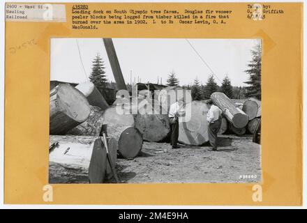 Transport de grumes : chemin de fer de l'exploitation forestière. Photographies relatives aux forêts nationales, aux pratiques de gestion des ressources, au personnel et à l'histoire culturelle et économique Banque D'Images