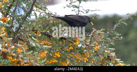 Un blackbird eurasien à la recherche de nourriture sur une brousse de baies pendant l'hiver. Banque D'Images