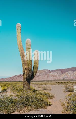 Image verticale minimale d'un cactus géant de cardon (Echinopsis atacamensis) avec des montagnes brunes en arrière-plan et un espace de copie bleu dans les Cardones Banque D'Images