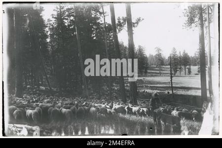 Pâturage des moutons : général. Photographies relatives aux forêts nationales, aux pratiques de gestion des ressources, au personnel et à l'histoire culturelle et économique Banque D'Images