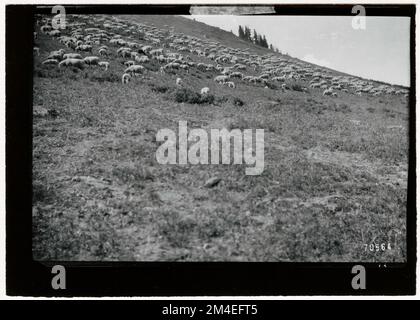Pâturage des moutons : général. Photographies relatives aux forêts nationales, aux pratiques de gestion des ressources, au personnel et à l'histoire culturelle et économique Banque D'Images