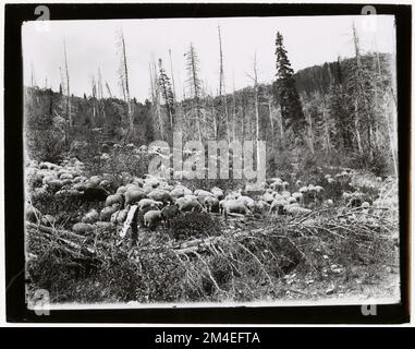 Pâturage des moutons : général. Photographies relatives aux forêts nationales, aux pratiques de gestion des ressources, au personnel et à l'histoire culturelle et économique Banque D'Images