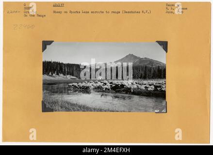 Pâturage des moutons : général. Photographies relatives aux forêts nationales, aux pratiques de gestion des ressources, au personnel et à l'histoire culturelle et économique Banque D'Images