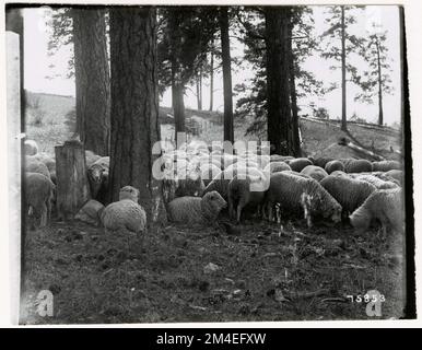 Pâturage des moutons : général. Photographies relatives aux forêts nationales, aux pratiques de gestion des ressources, au personnel et à l'histoire culturelle et économique Banque D'Images