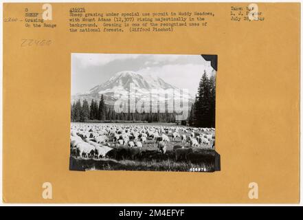 Pâturage des moutons : général. Photographies relatives aux forêts nationales, aux pratiques de gestion des ressources, au personnel et à l'histoire culturelle et économique Banque D'Images