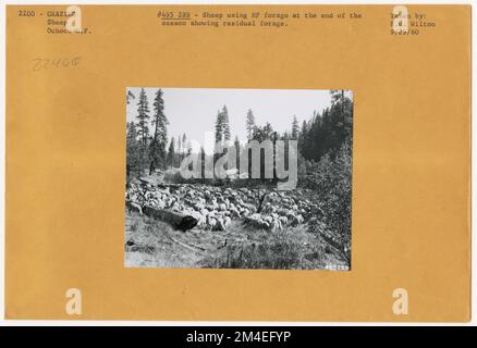 Pâturage des moutons : général. Photographies relatives aux forêts nationales, aux pratiques de gestion des ressources, au personnel et à l'histoire culturelle et économique Banque D'Images