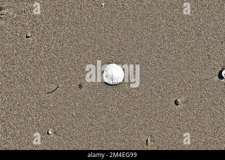 Dollar de sable commun, Dendraster excentricus, trouvé dans la mer et les plages du nord de la Californie; Stinson Beach, Bolinas Bay, Marin County, Californie. Banque D'Images