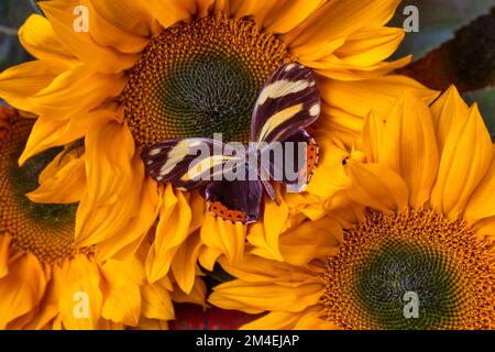 Papillon reposant sur Sunflower Still Life Banque D'Images
